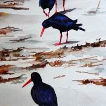 March of the oystercatchers