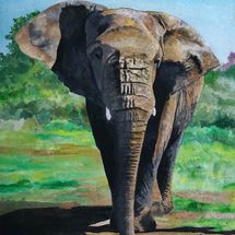 Marula