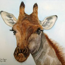 Mrs Giraffe