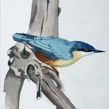 Nuthatch (After Andrew Forkner)