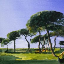 Pine trees by the shore