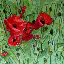 Poppies