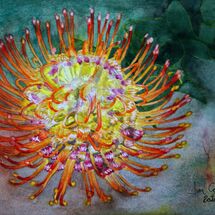 Protea