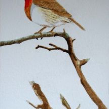 Robin (After Andrew Forkner)