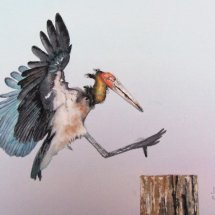 Stork