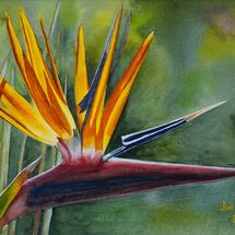 Strelitzia