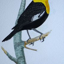 Yellow-headed Blackbird (After Andrew Forkner)