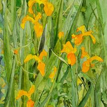 Yellow Irises