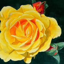 Yellow Rose