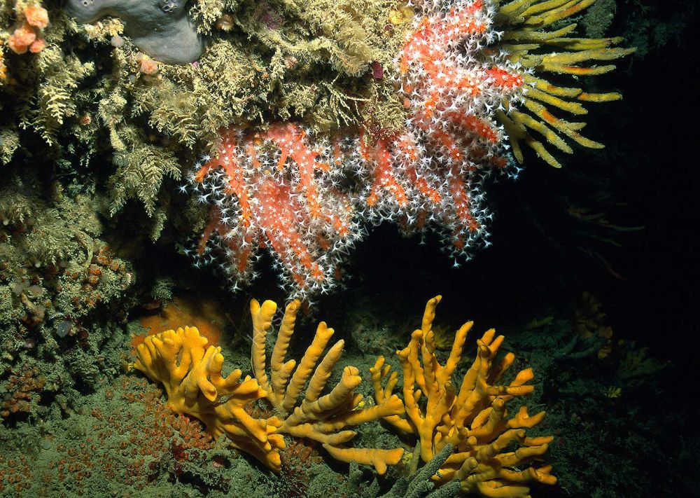 South-western Reef