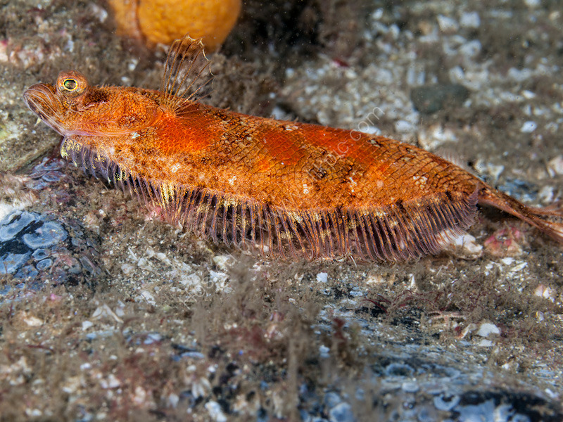 Norwegian Topknot - Phrynorhombus norvegicus