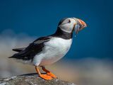 Atlantic Puffin with Catch