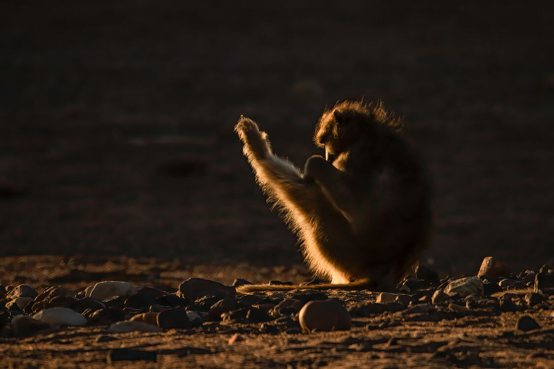 Baboon Stretching