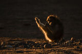 Baboon Stretching