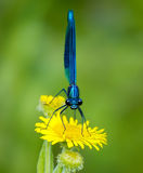 Banded Demoiselle on Fleabane