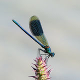 Banded Demoiselle on Purple Loosestrife