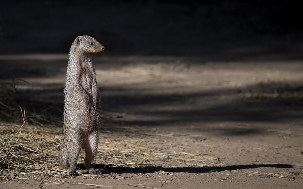 Banded Mongoose