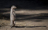 Banded Mongoose