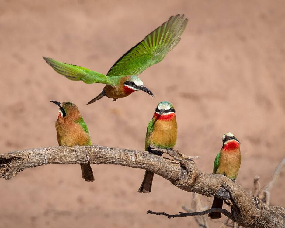 Bee Eater Group