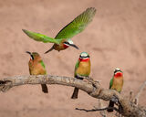 Bee Eater Group