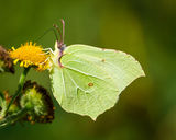 Brimstone