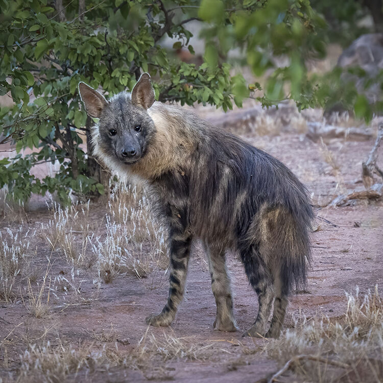 Brown Hyena