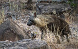 Brown Hyena on the Prowl