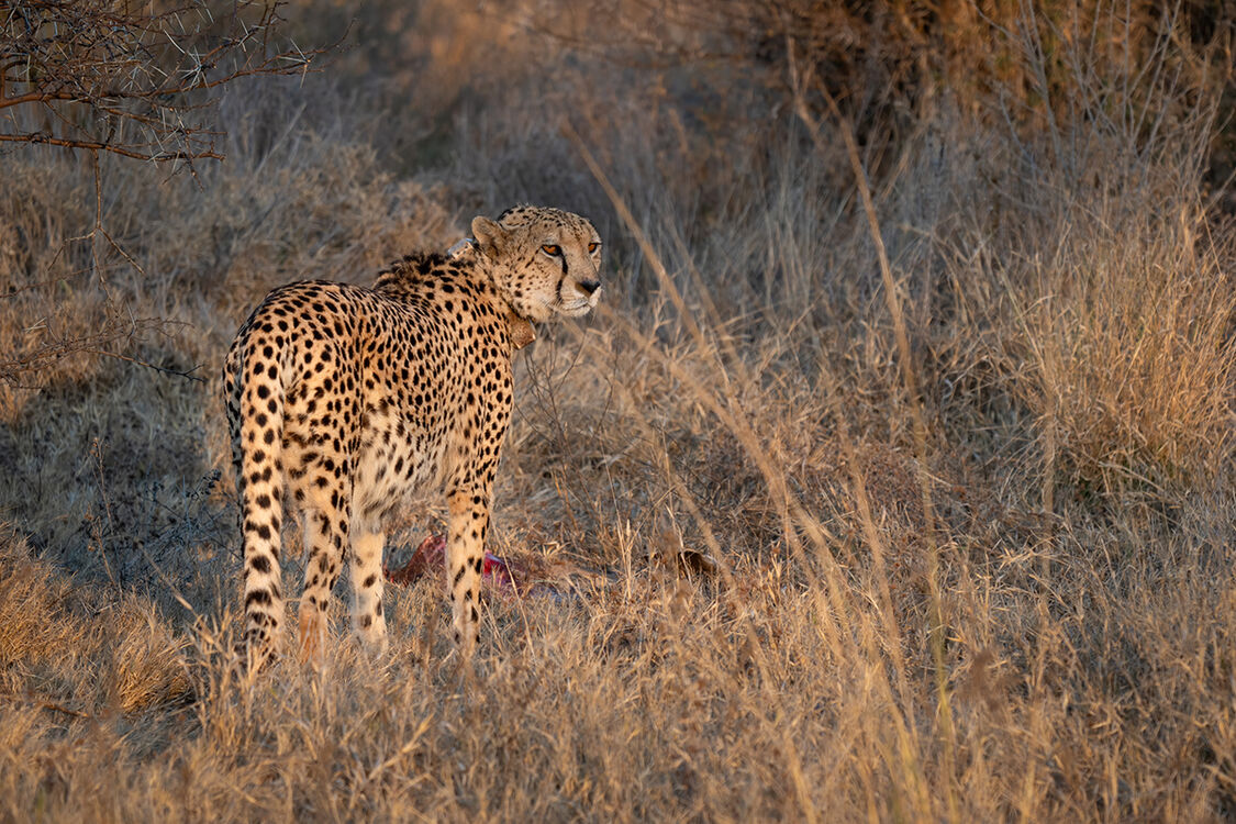 Cheetah