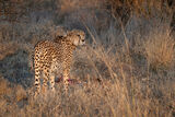 Cheetah