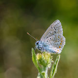 Male Common Blue
