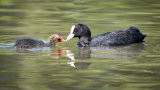 Coot Feeding Chick