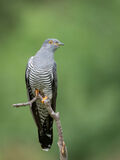 Cuckoo on Perch