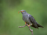 Cuckoo with Mealworm