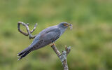 Cuckoo with Caterpillar