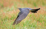 Cuckoo in the Meadow
