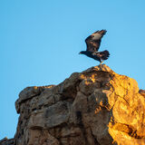 Verreaux's Eagle Takeoff