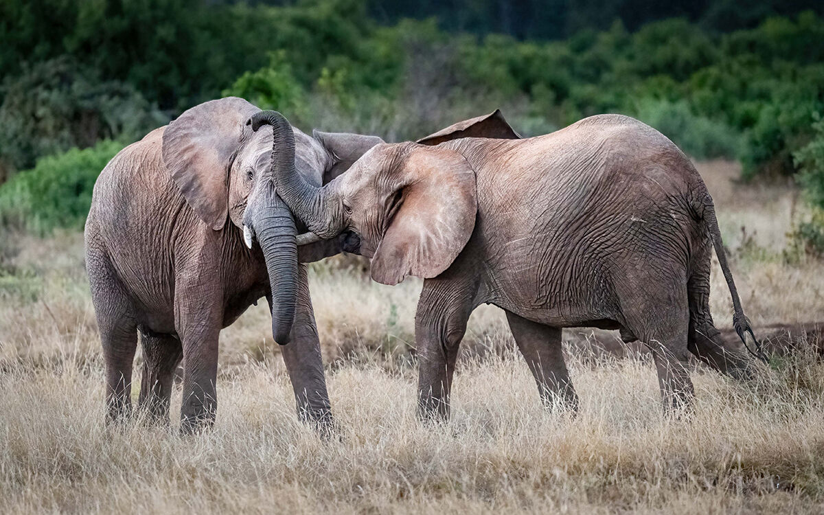 Elephants Sparring