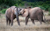 Elephants Sparring