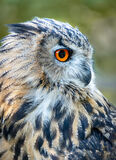 European Eagle Owl