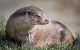 European Otter 2