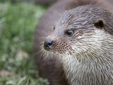 European Otter 3
