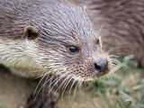 European Otter