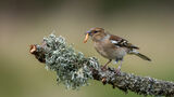 Female Chaffinch