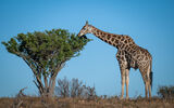 Giraffe Eating