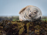 Grey Seal Farne Islands