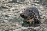 Grey Seal Surfacing