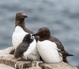 Guillemot Family Group