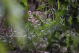 Hiding Leopard