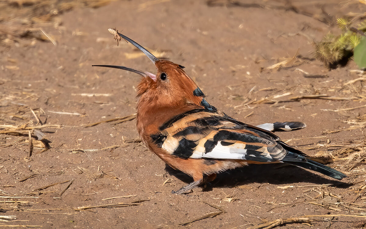 Hoopoe tossing Termite
