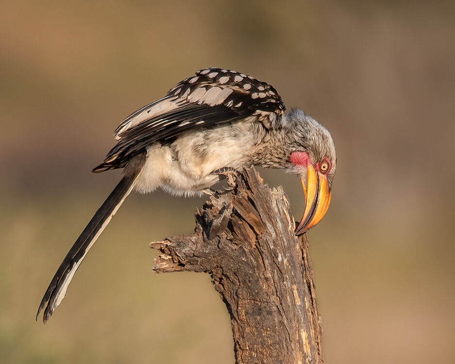 Hornbill Feeding